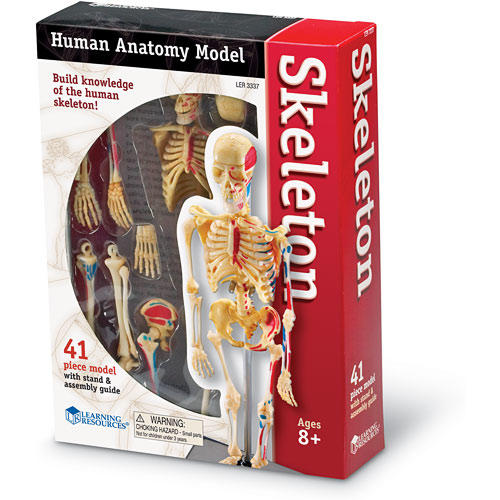 Modèle anatomie humaine squelette